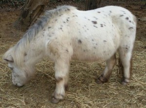 I pony della Valle del Bò: Patouche