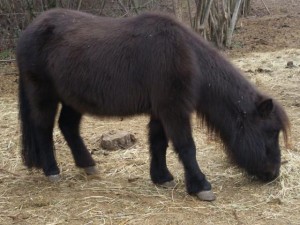 I pony della Valle del Bò: Pulcinella
