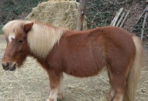 I pony della Valle del Bò: Trudy